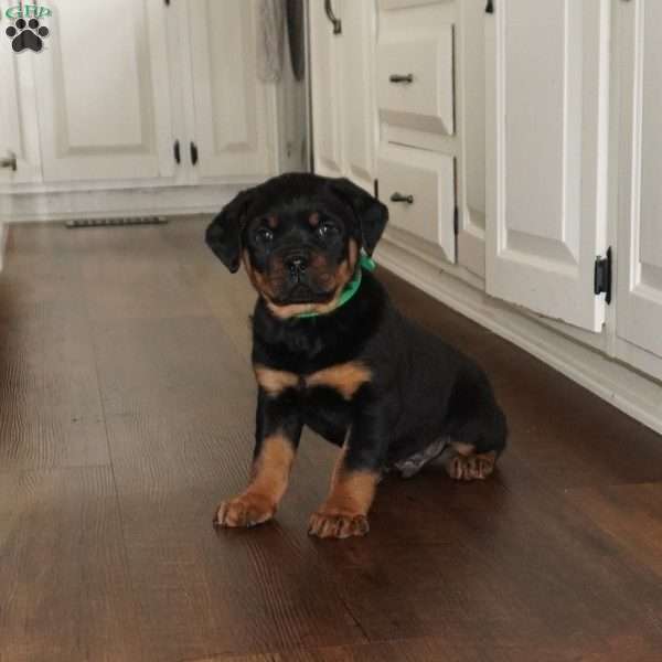 Rocky, Rottweiler Puppy